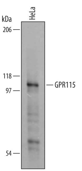 Detection of Human GPR115 antibody by Western Blot.