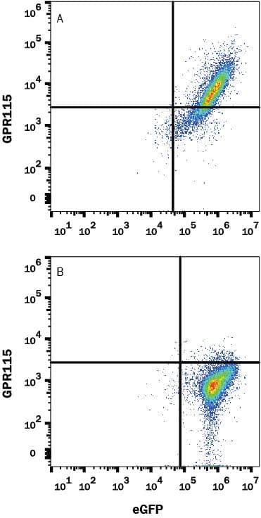 Detection of GPR115 in HEK293 Human Cell Line Transfected with Human GPR115 and eGFP by Flow Cytometry Detection of GPR115 antibody in HEK293 Human Cell Line Transfected with Human GPR115 and eGFP antibody by Flow Cytometry