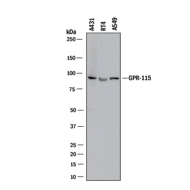 Detection of Human GPR115 antibody by Western Blot.