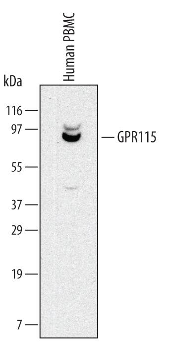 Detection of Human GPR115 antibody by Western Blot.