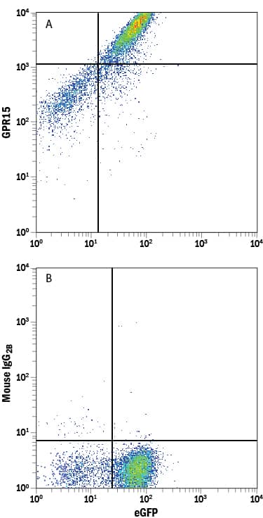 Detection of GPR15 antibody in HEK293 Human Cell Line Transfected with Human GPR15 and eGFP antibody by Flow Cytometry.