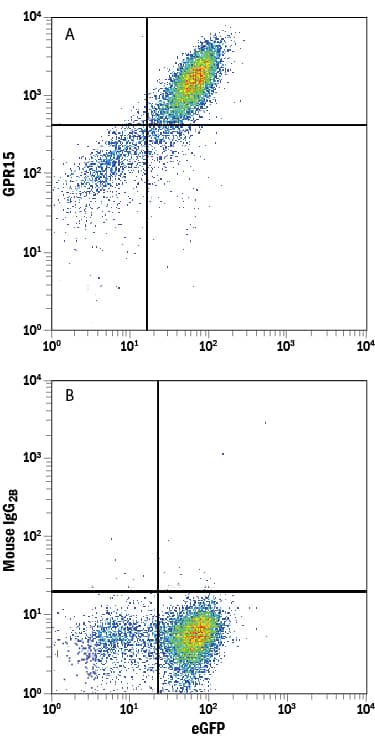 Detection of GPR15 antibody in HEK293 Human Cell Line Transfected with human GRP15 and eGFP antibody by Flow Cytometry.