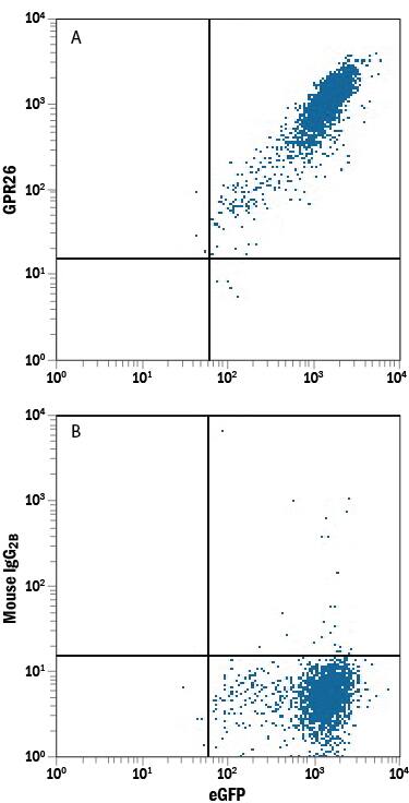 Detection of GPR26 antibody in HEK293 Human Cell Line Transfected with Human GPR26 and eGFP antibody by Flow Cytometry.