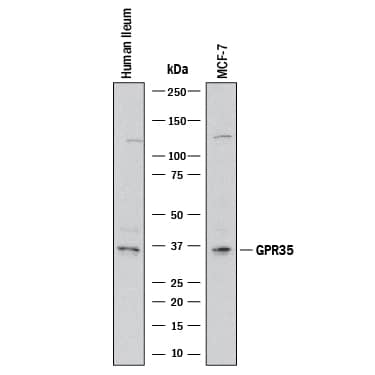 Detection of Human GPR35 antibody by Western Blot.