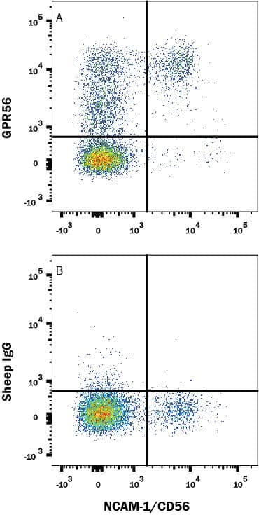 Detection of GPR56 antibody in Human Blood Lymphocytes antibody by Flow Cytometry.