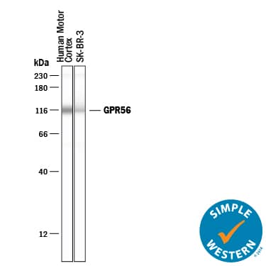 Detection of Human GPR56 antibody by Simple WesternTM.