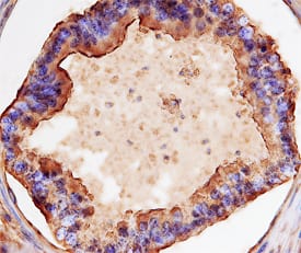 GPR64 antibody in Human Epididymus by Immunohistochemistry (IHC-P).