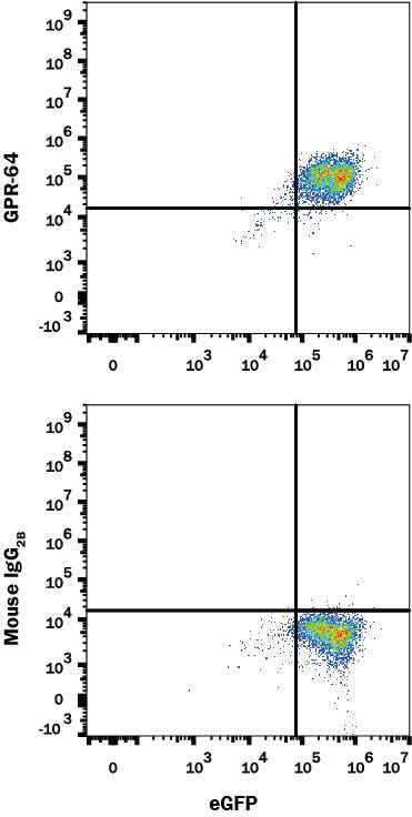 Detection of GPR64 antibody in NS0 Cell Line Transfected with Human GPR64 and eGFP antibody by Flow Cytometry.