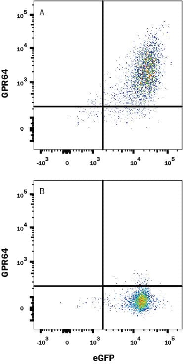 Detection of GPR64 antibody in HEK293 Human Cell Line Transfected with Human GPR64 and eGFP antibody by Flow Cytometry.