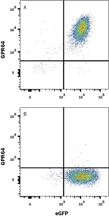 Detection of GPR64 antibody in HEK293 Human Cell Line Transfected with Human GPR64 and eGFP antibody by Flow Cytometry.