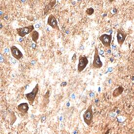 GPR75 antibody in Human Brain by Immunohistochemistry (IHC-P).