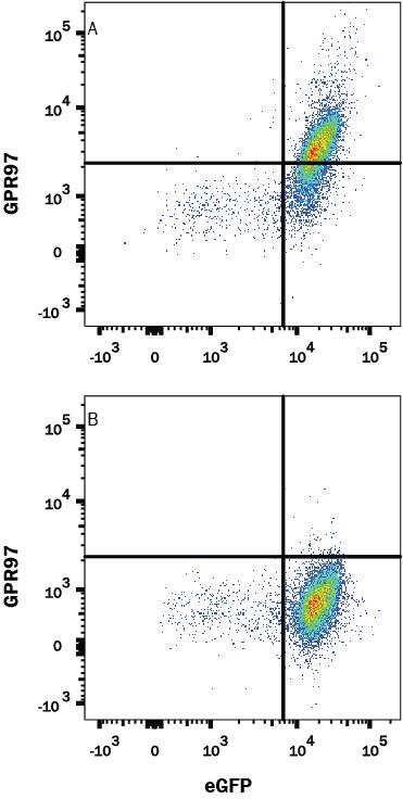 Detection of GPR97 antibody in HEK293 Human Cell Line Transfected with Human GPR97 and eGFP antibody by Flow Cytometry.