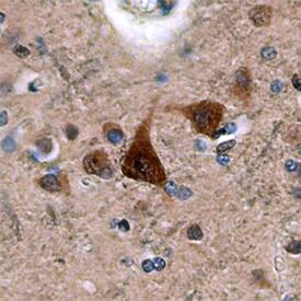 GPRASP2 antibody in Human Brain by Immunohistochemistry (IHC-P).