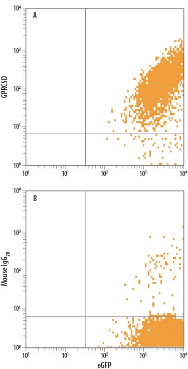 Detection of GPRC5D antibody in HEK293 Human Cell Line Transfected with Human GPRC5D and eGFP antibody by Flow Cytometry.