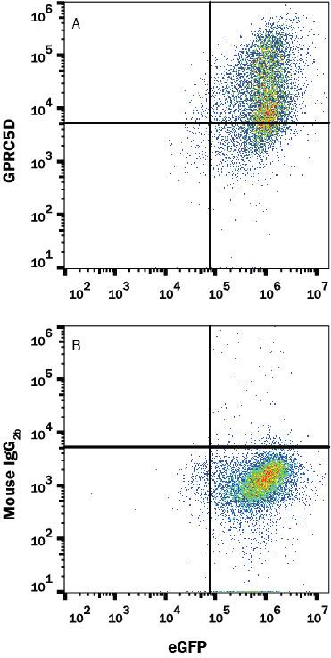 Detection of GPRC5D antibody in HEK293 Human Cell Line Transfected with Human GPRC5D and eGFP antibody by Flow Cytometry.