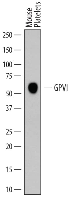 Detection of Mouse GPVI antibody by Western Blot.