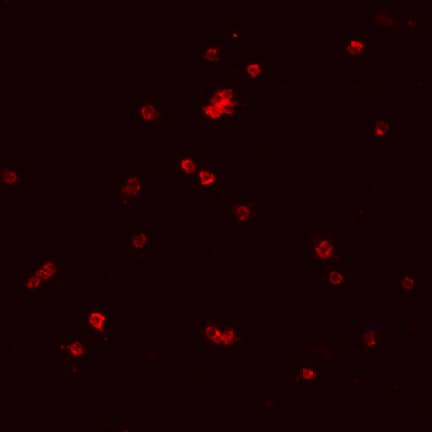 GPVI antibody in Mouse Platelets by Immunocytochemistry (ICC).