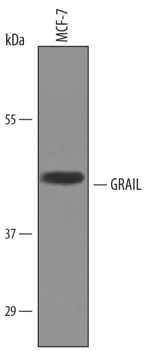 Detection of Human GRAIL/RNF128 antibody by Western Blot.