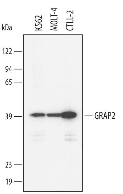 Detection of Human/Mouse GRAP2 antibody by Western Blot.