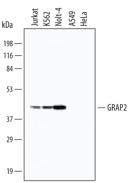 Detection of Human GRAP2 antibody by Western Blot.