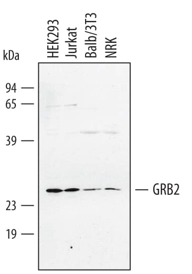 Detection of Human/Mouse/Rat GRB2 antibody by Western Blot.