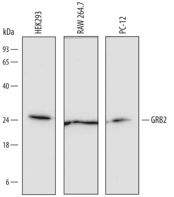 Detection of Human, Mouse, and Rat GRB2 antibody by Western Blot.