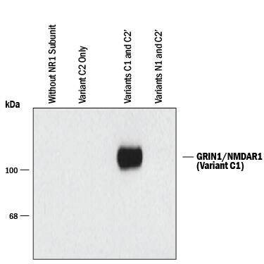 Detection of GRIN1/NMDAR1 C1 Splice Variant antibody by Western Blot