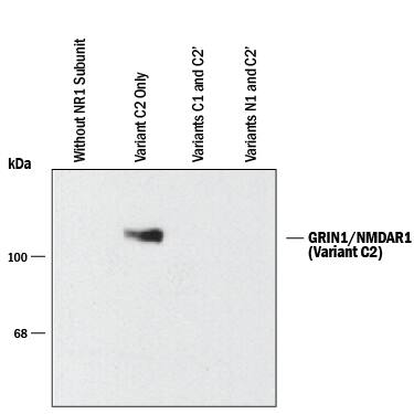 Detection of GRIN1/NMDAR1 C2 Splice Variant antibody by Western Blot