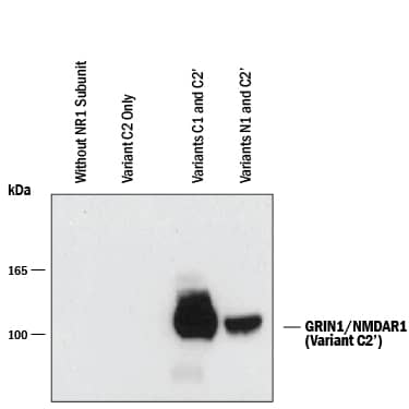 Detection of GRIN1/NMDAR1 C2' Splice Variant