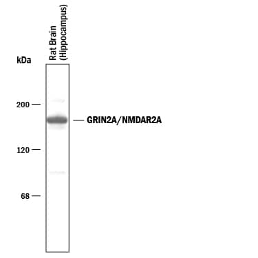 Detection of GRIN2A/NMDAR2A antibody by Western Blot.