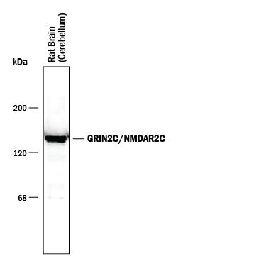 Detection of GRIN2C/NMDAR2C antibody by Western Blot.