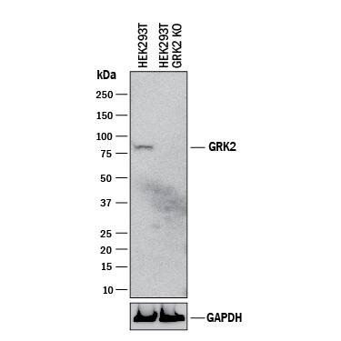 Western Blot Shows Human GRK2 Antibody Specificity by Using Knockout Cell Line.