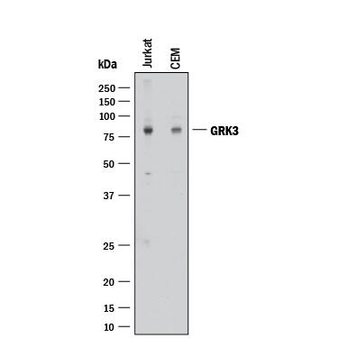 Detection of Human GRK3 antibody by Western Blot.