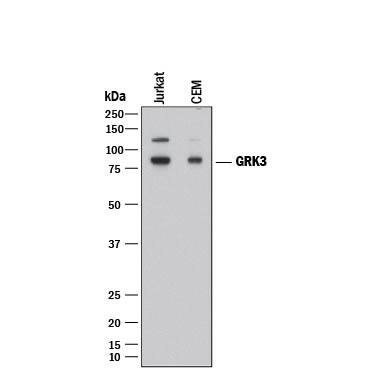 Detection of Human GRK3 antibody by Western Blot.