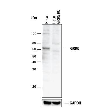 Western Blot Shows Human GRK5 Antibody Specificity by Using Knockout Cell Line.