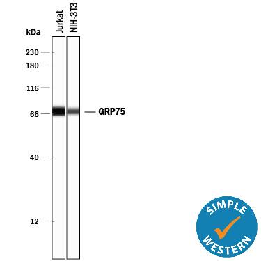 Detection of Human and Mouse GRP75/HSPA9B by Simple Western<sup>TM</sup>. Detection of Human and Mouse GRP75/HSPA9B antibody by Simple WesternTM.