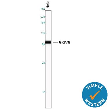 Detection of Human GRP78/HSPA5 antibody by Simple WesternTM.