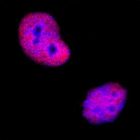 GR/NR3C1 antibody in HeLa Human Cell Line by Immunocytochemistry (ICC).