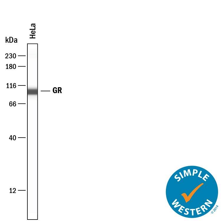 Detection of Human GR/NR3C1 antibody by Simple WesternTM.