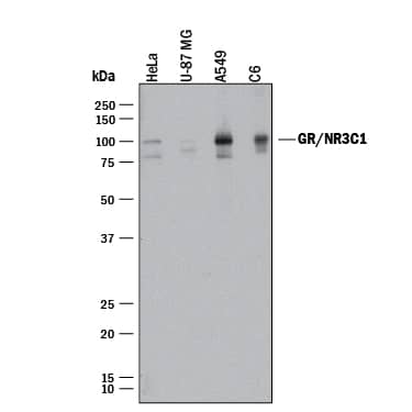 Detection of Human and Rat GR/NR3C1 antibody by Western Blot.