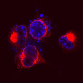 GSAP antibody in Neuro-2A Mouse Cell Line by Immunocytochemistry (ICC).