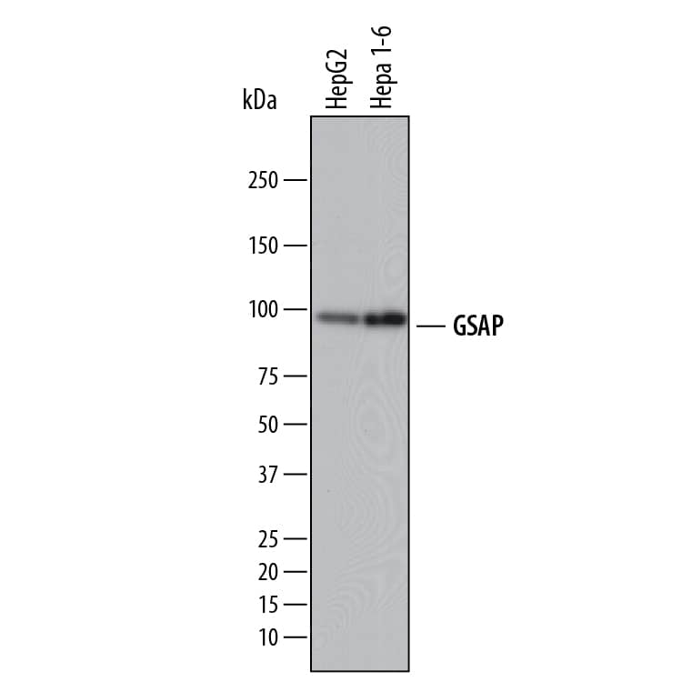 Detection of Human and Mouse GSAP antibody by Western Blot.