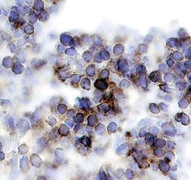 GSK-3a antibody in Human Thymus by Immunohistochemistry (IHC-P).