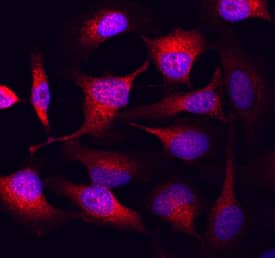 GSK-3a/ beta antibody in HeLa Human Cell Line by Immunocytochemistry (ICC).