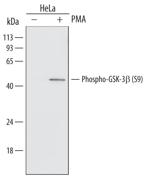 Detection of Human Phospho-GSK-3 beta (S9) antibody by Western Blot.