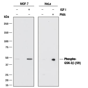 Detection of Human Phospho-GSK-3 beta (S9) antibody by Western Blot.