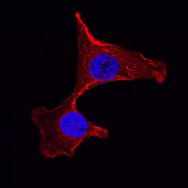 GSK-3 beta antibody in NIH-3T3 Mouse Cell Line by Immunocytochemistry (ICC).
