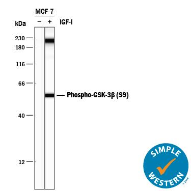 Detection of Human Phospho-GSK-3 beta (S9) antibody by Simple WesternTM.