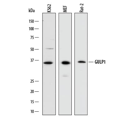 Detection of Human, Mouse, and Rat GULP1/CED-6 antibody by Western Blot.