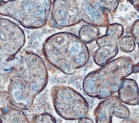 Galanin antibody in Human Placenta by Immunohistochemistry (IHC-P).